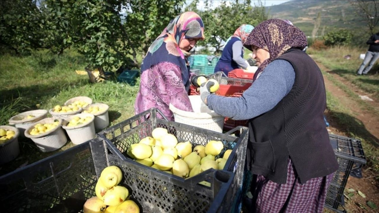 Tescilli Geyve ayvası 35 ülkede lezzetiyle damakları şenlendiriyor - Sayfa 7