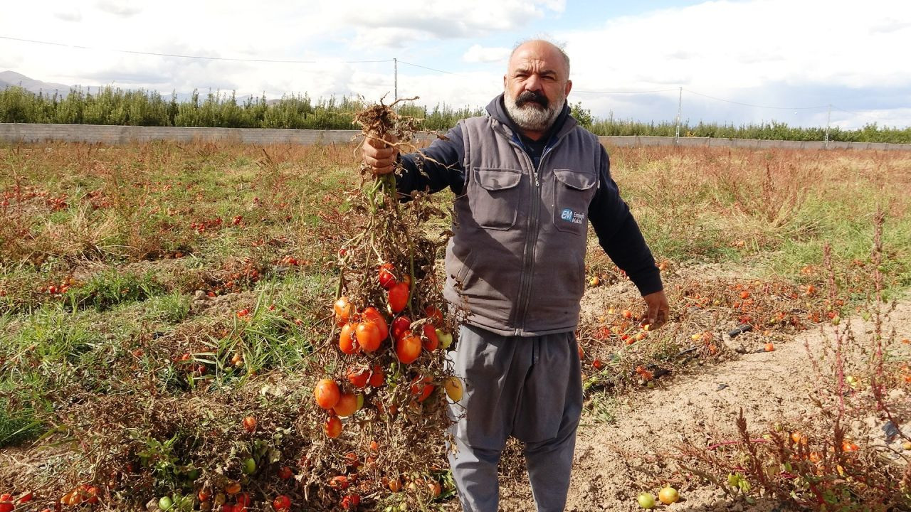 Soğuk Hava Tarlaları Vurdu, Tonlarca Sebze Dondu - Sayfa 1