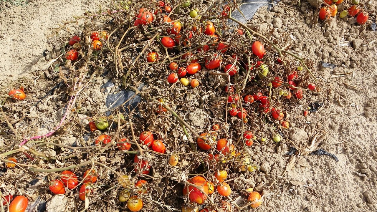 Soğuk Hava Tarlaları Vurdu, Tonlarca Sebze Dondu - Sayfa 2