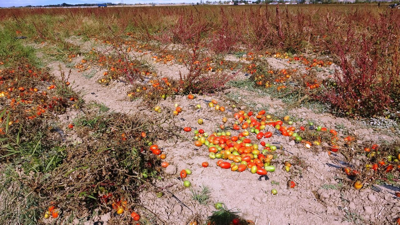 Soğuk Hava Tarlaları Vurdu, Tonlarca Sebze Dondu - Sayfa 8