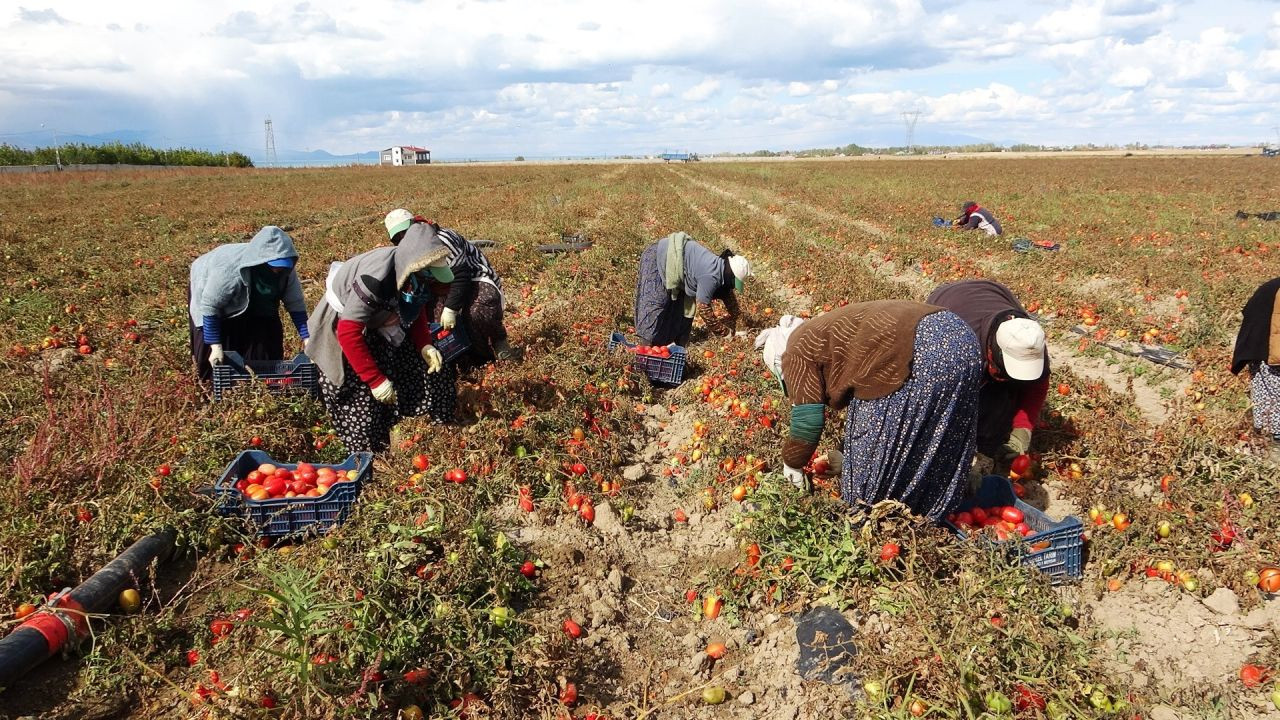 Soğuk Hava Tarlaları Vurdu, Tonlarca Sebze Dondu - Sayfa 4