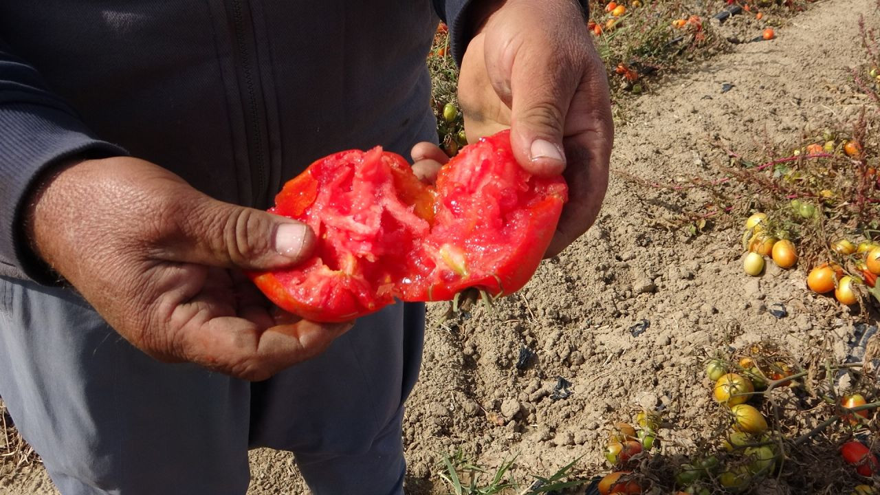 Soğuk Hava Tarlaları Vurdu, Tonlarca Sebze Dondu - Sayfa 3