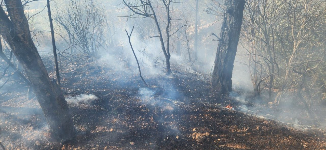 Balıkesir'de zeytinlik alanda çıkan yangına  müdahale edildi - Sayfa 3