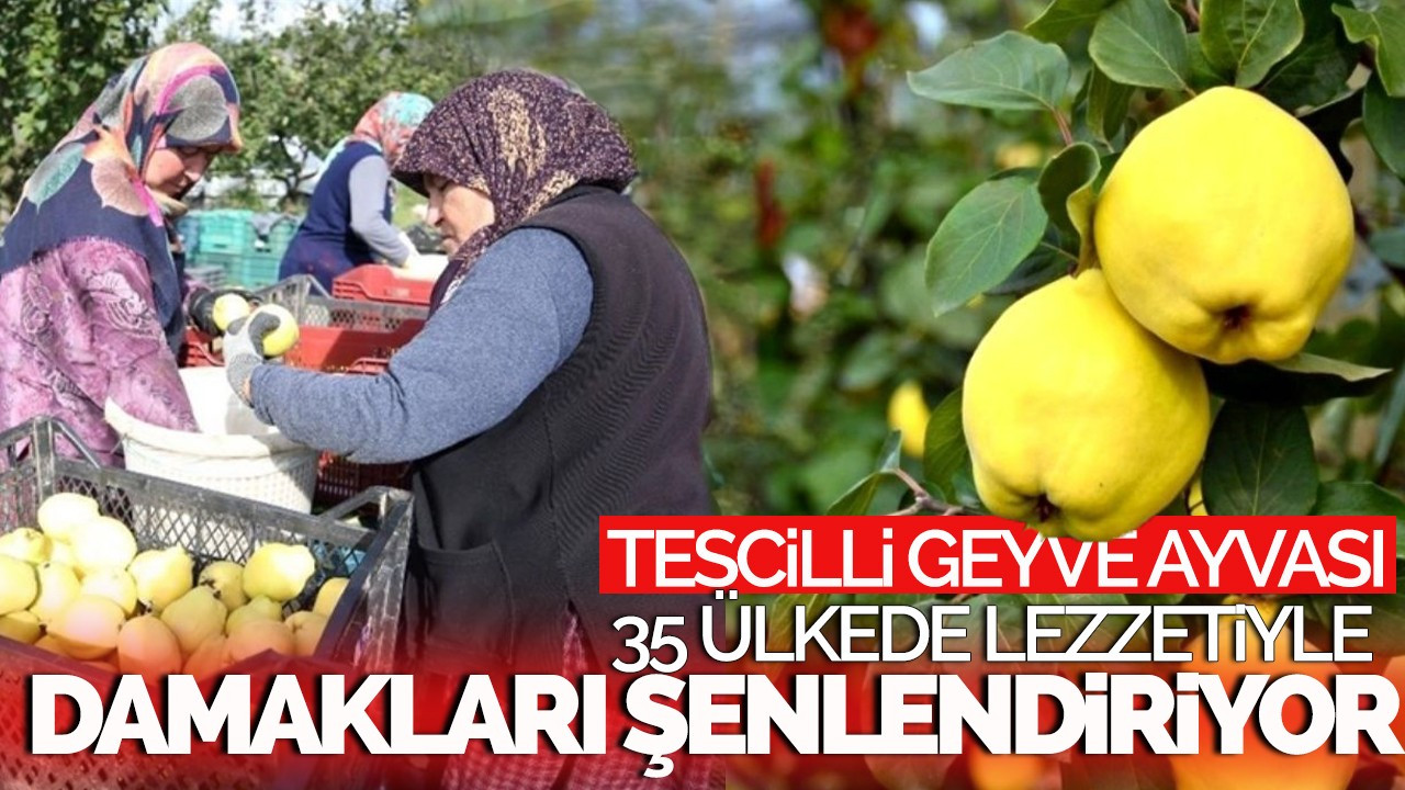 Tescilli Geyve ayvası 35 ülkede lezzetiyle damakları şenlendiriyor