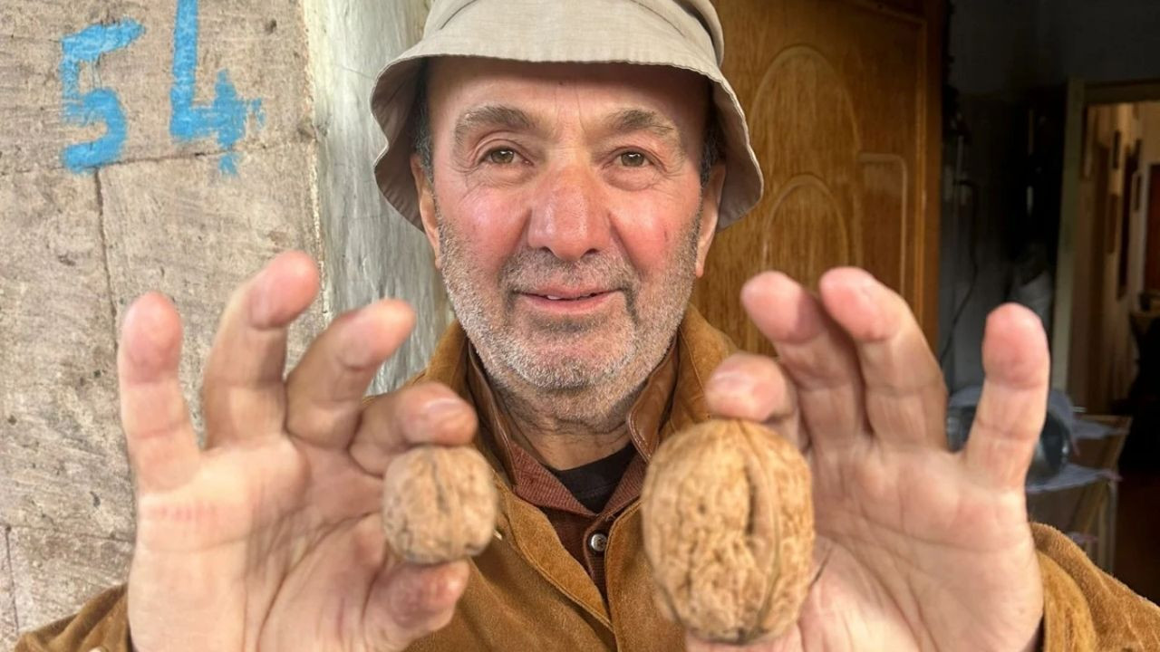 Bitlis'te elma büyüklüğünde ceviz! 'Cevizden çok hatıra özelliği var' - Sayfa 2