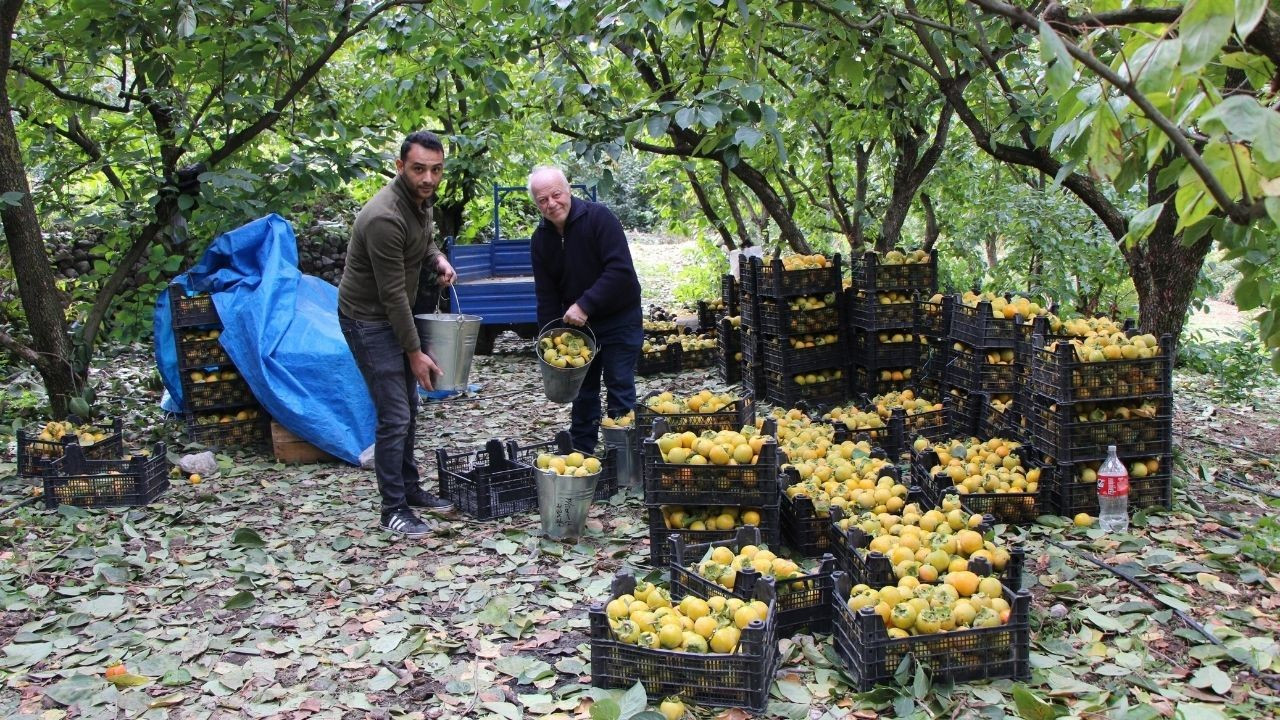 Bütün Ağaçlar ‘Sarı Altın': Dalında 15 TL Kurusu 250 TL