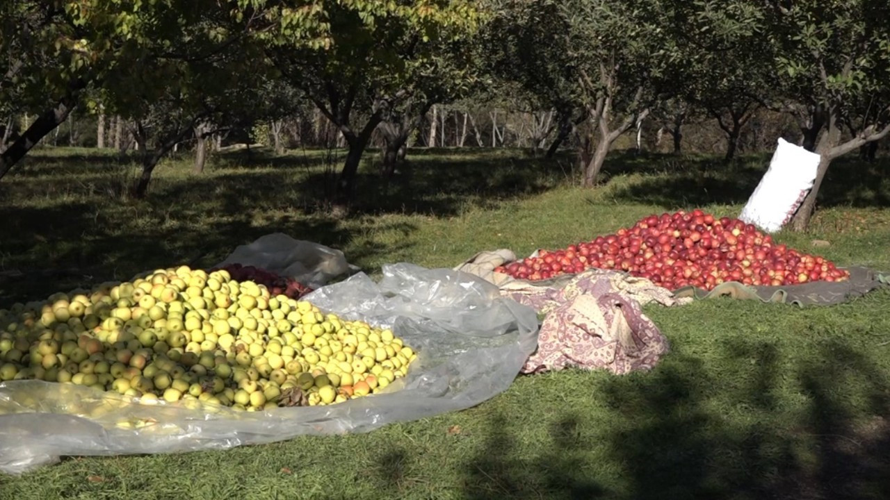 Van'da kışlık elma hasadı başladı