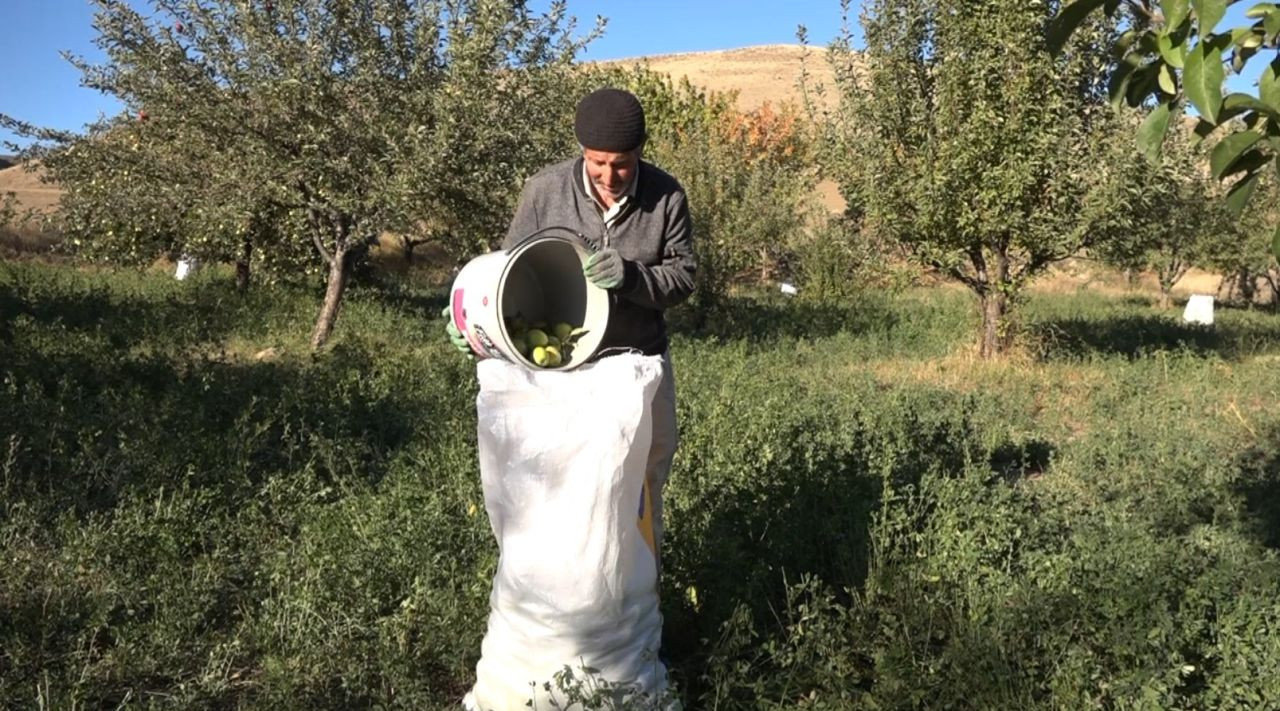 Van'da kışlık elma hasadı başladı - Sayfa 3