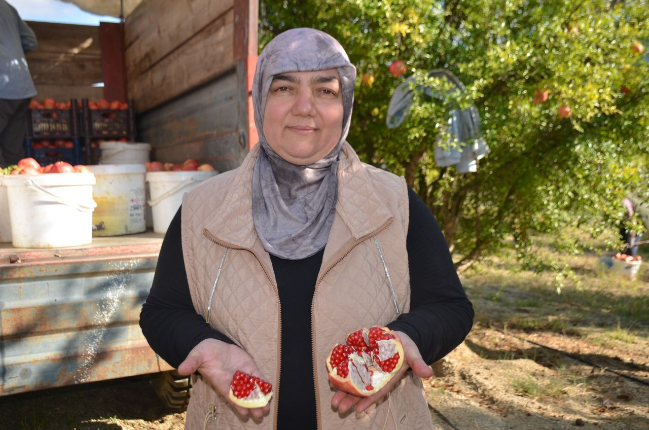 İnhisar'ın 'Deve Dişi' Narı Bu Yıl Rekor Verimle Geliyor! - Sayfa 6