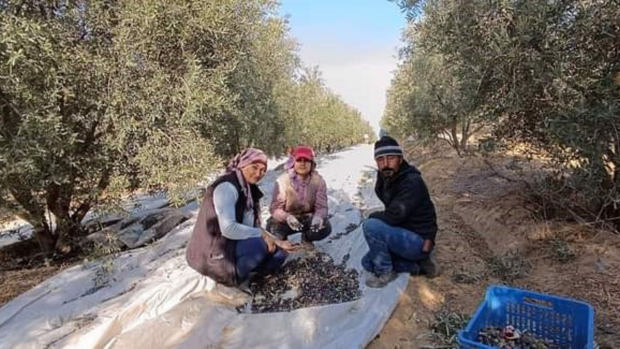 Manisa'da zeytin hasadına başlandı