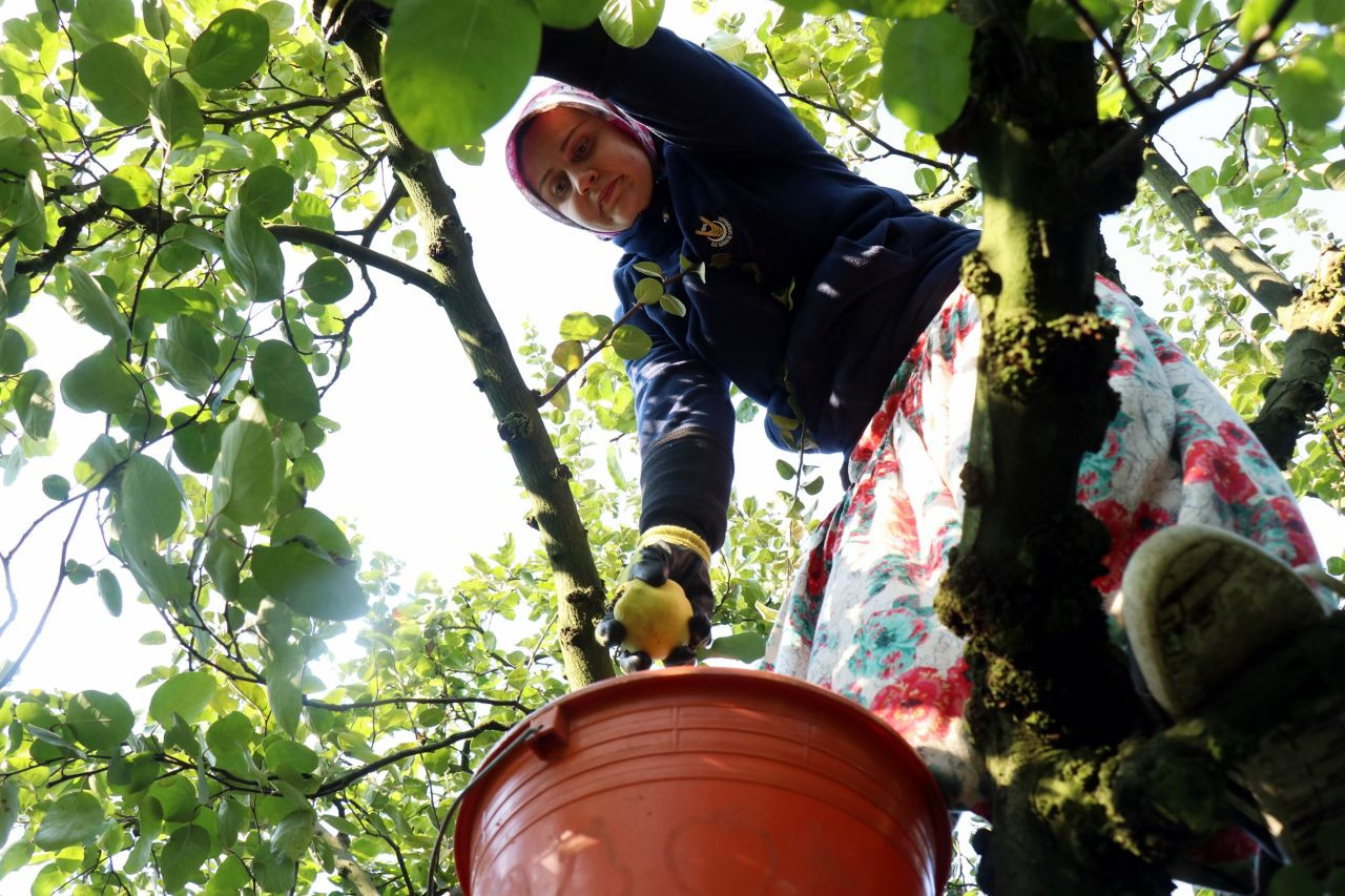 Sakarya'nın sarı elması çiftçinin yüzünü güldürdü - Sayfa 10