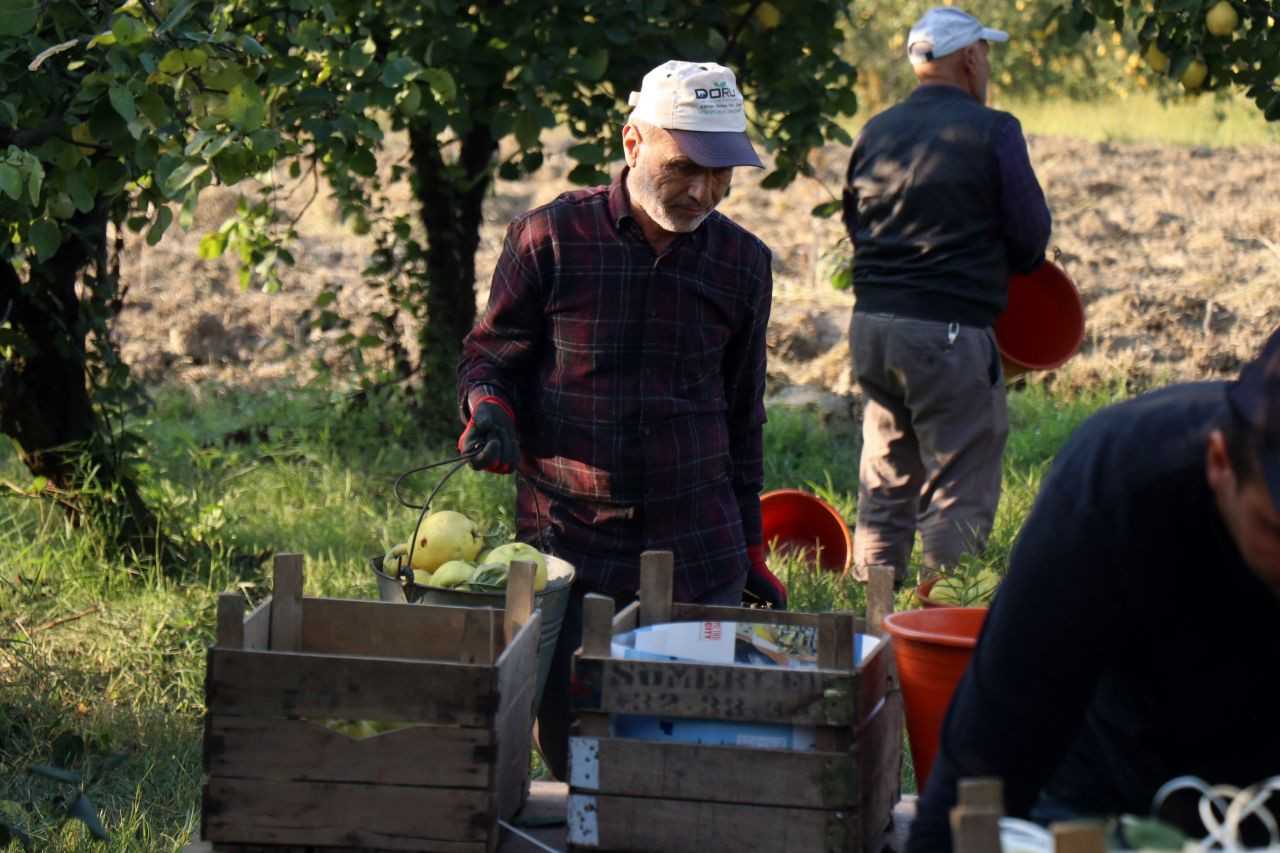 Sakarya'nın sarı elması çiftçinin yüzünü güldürdü - Sayfa 8