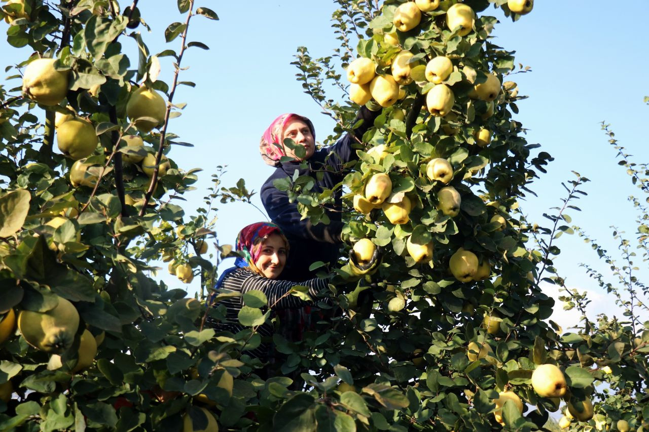 Sakarya'nın sarı elması çiftçinin yüzünü güldürdü - Sayfa 3