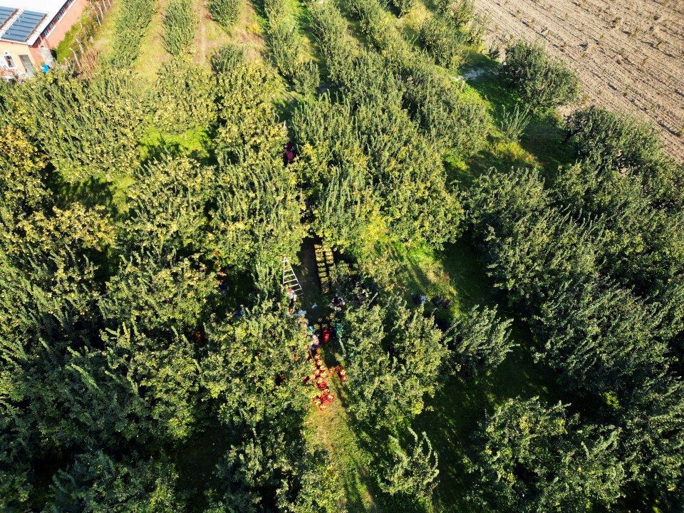 Sakarya'nın sarı elması çiftçinin yüzünü güldürdü - Sayfa 18