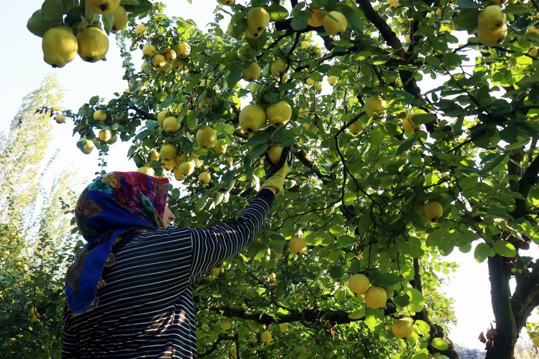 Sakarya'nın sarı elması çiftçinin yüzünü güldürdü - Sayfa 19