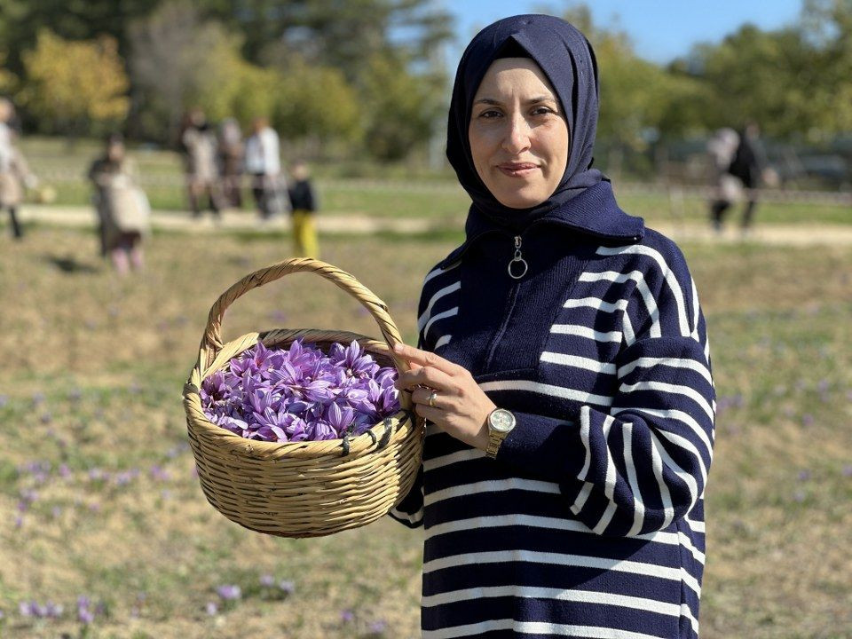 ‘Dünyanın en pahalı baharatı' safranı hasat etmek için soluğu tarlalarda aldılar - Sayfa 1