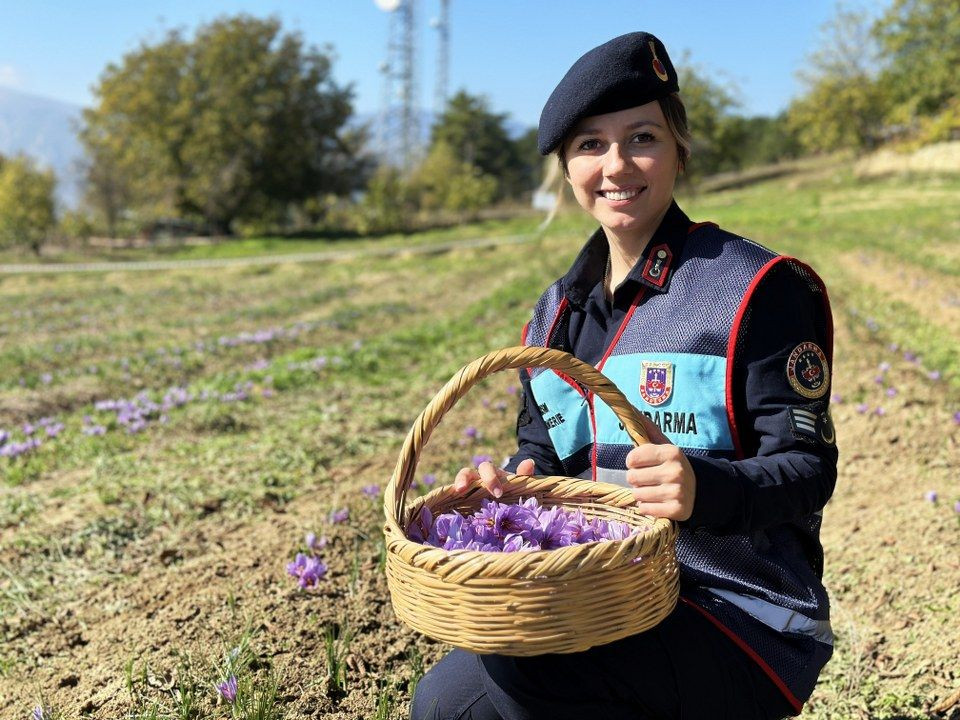 ‘Dünyanın en pahalı baharatı' safranı hasat etmek için soluğu tarlalarda aldılar - Sayfa 5