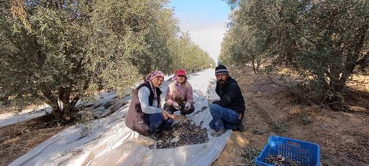 Manisa'da zeytin hasadına başlandı - Sayfa 1