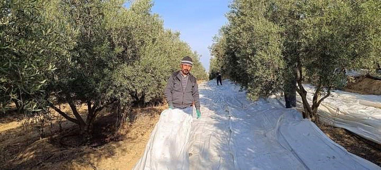 Manisa'da zeytin hasadına başlandı - Sayfa 2