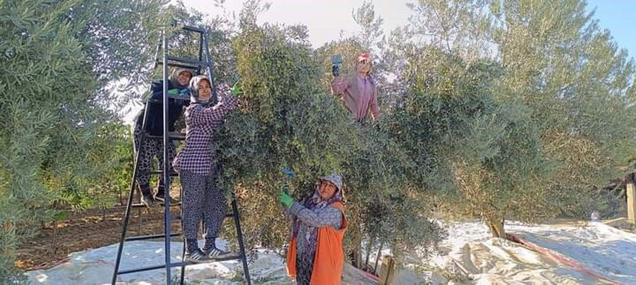 Manisa'da zeytin hasadına başlandı - Sayfa 4