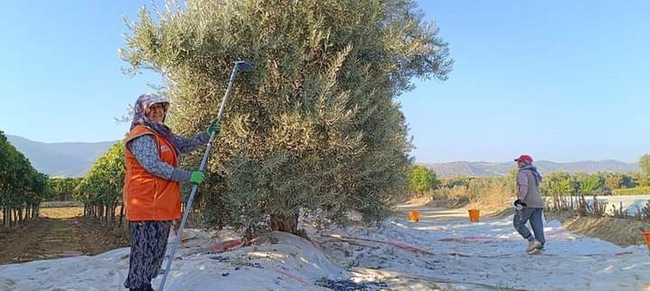 Manisa'da zeytin hasadına başlandı - Sayfa 6