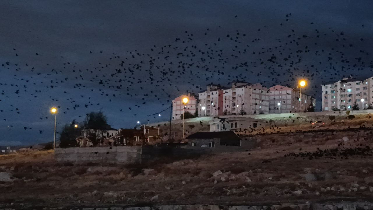 Van Semalarında Kara Bulut Gibi Kargalar: Binlercesi Gökyüzünü Kapladı - Sayfa 6