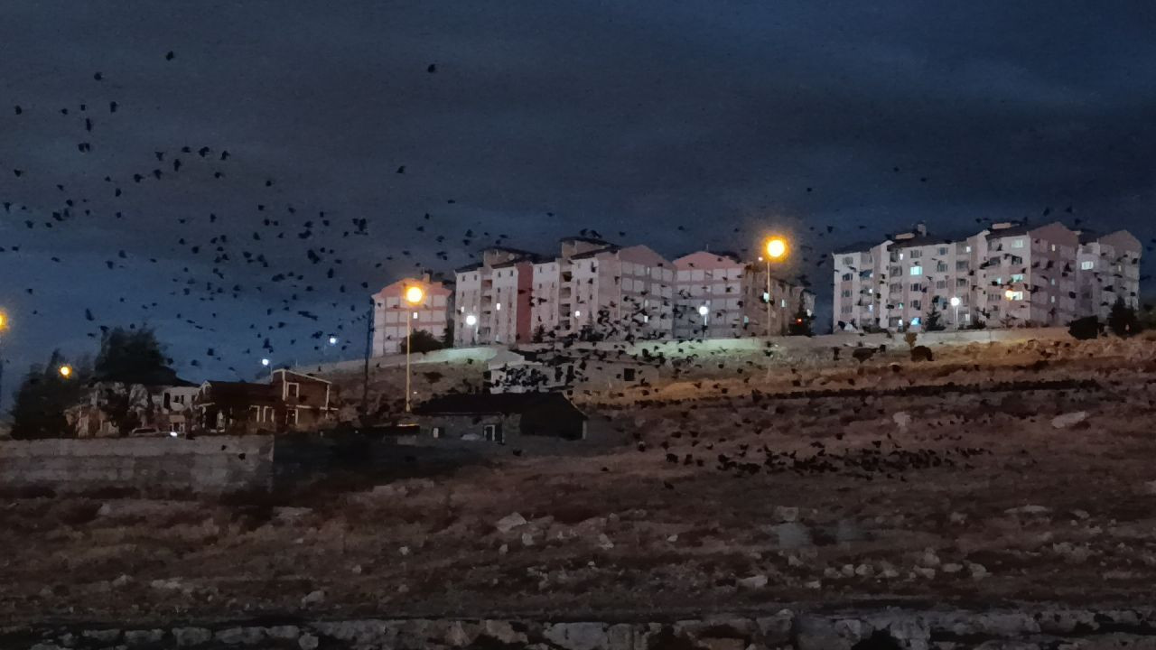 Van Semalarında Kara Bulut Gibi Kargalar: Binlercesi Gökyüzünü Kapladı - Sayfa 5