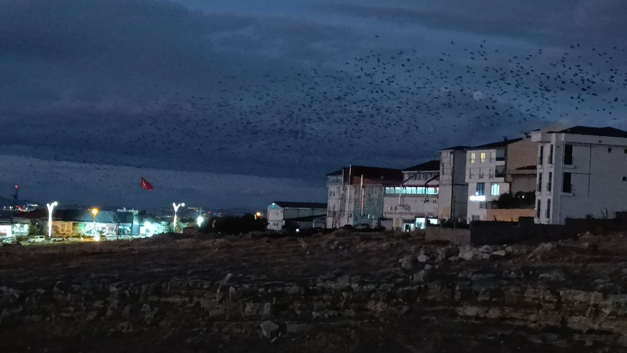 Van Semalarında Kara Bulut Gibi Kargalar: Binlercesi Gökyüzünü Kapladı - Sayfa 3