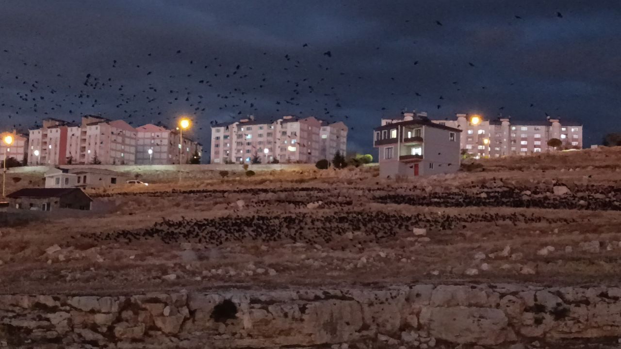 Van Semalarında Kara Bulut Gibi Kargalar: Binlercesi Gökyüzünü Kapladı - Sayfa 2