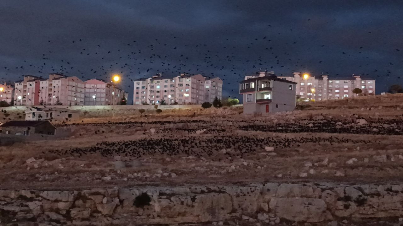 Van Semalarında Kara Bulut Gibi Kargalar: Binlercesi Gökyüzünü Kapladı - Sayfa 1