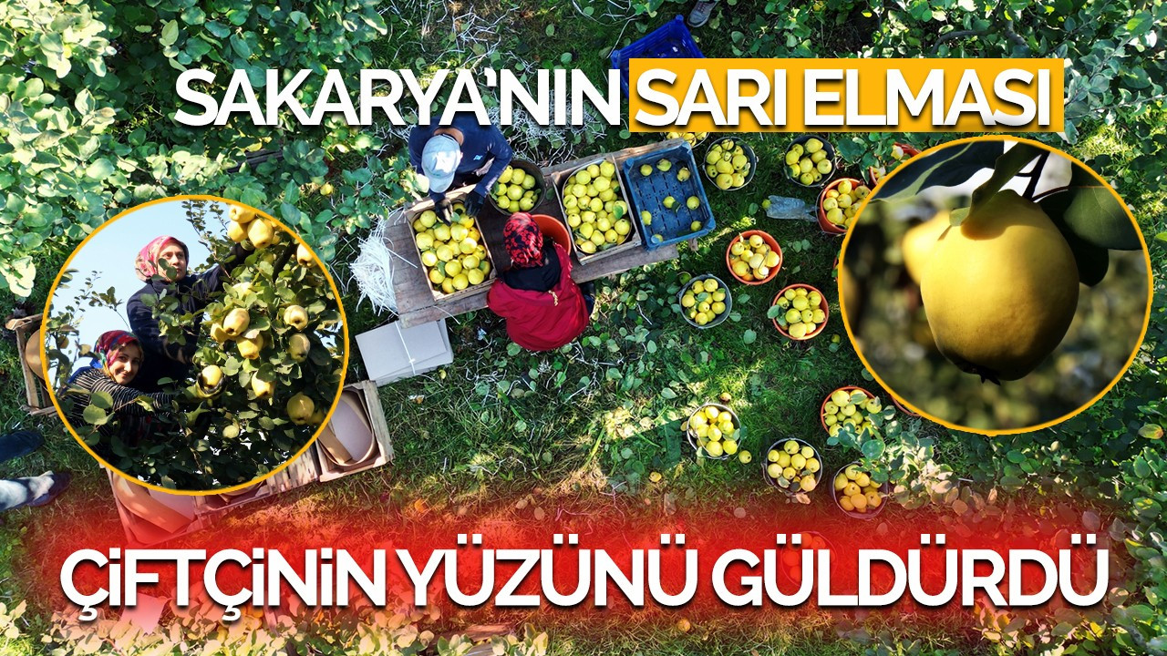 Sakarya'nın sarı elması çiftçinin yüzünü güldürdü