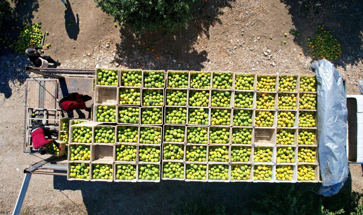 Adana'da portakaldan 371 bin ton verim bekleniyor - Sayfa 1