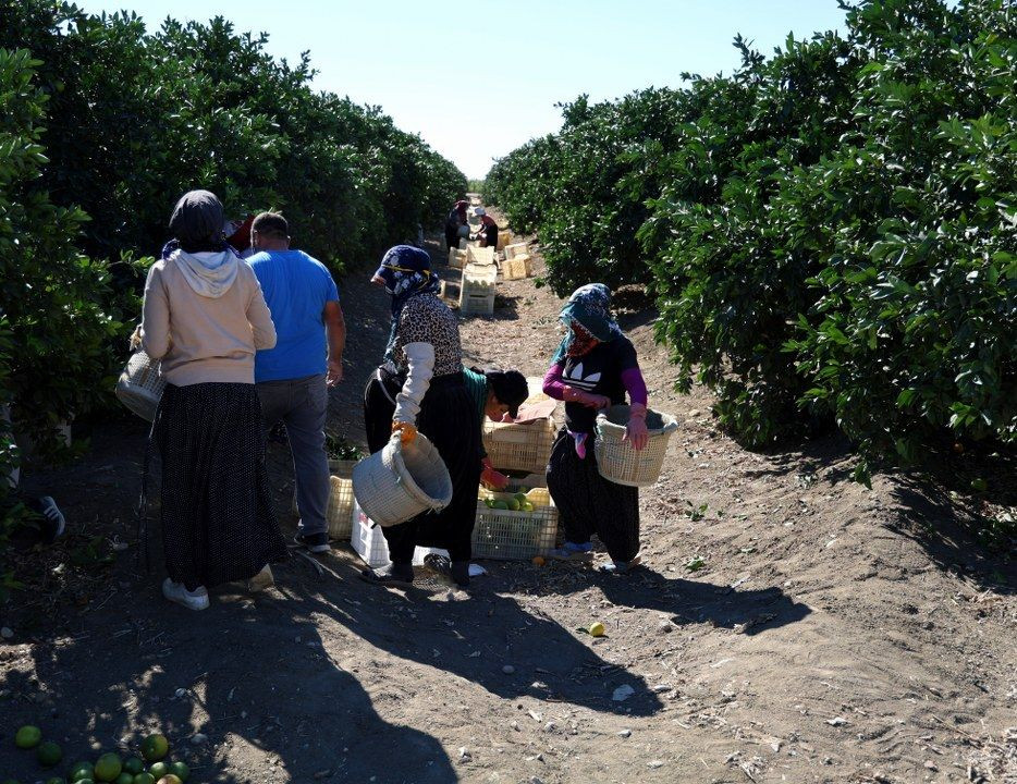 Adana'da portakaldan 371 bin ton verim bekleniyor - Sayfa 6