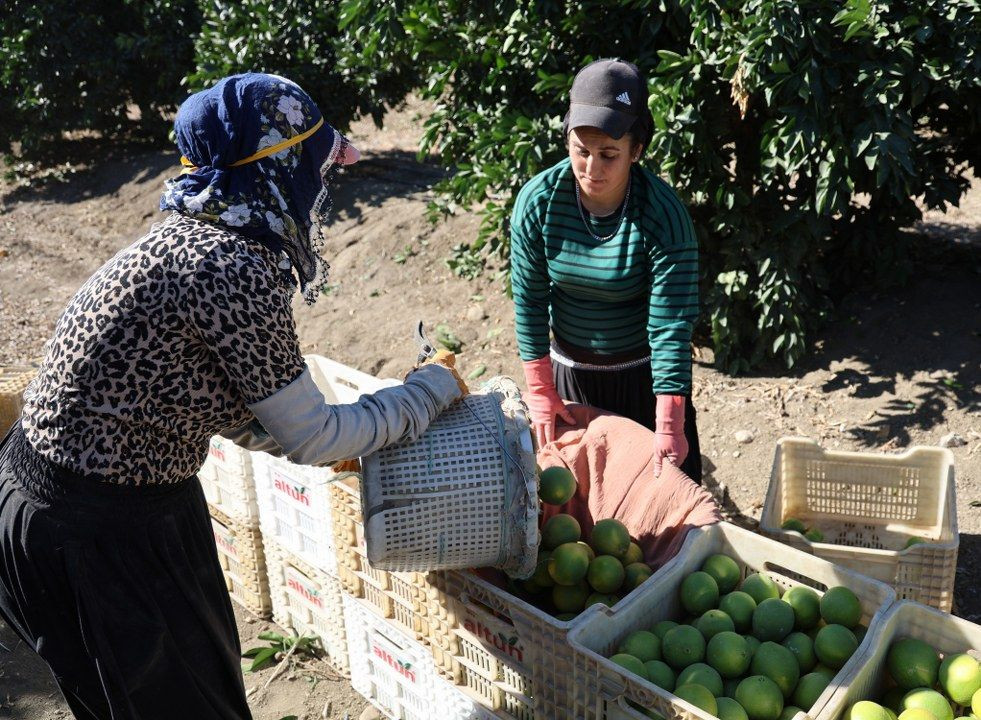 Adana'da portakaldan 371 bin ton verim bekleniyor - Sayfa 9