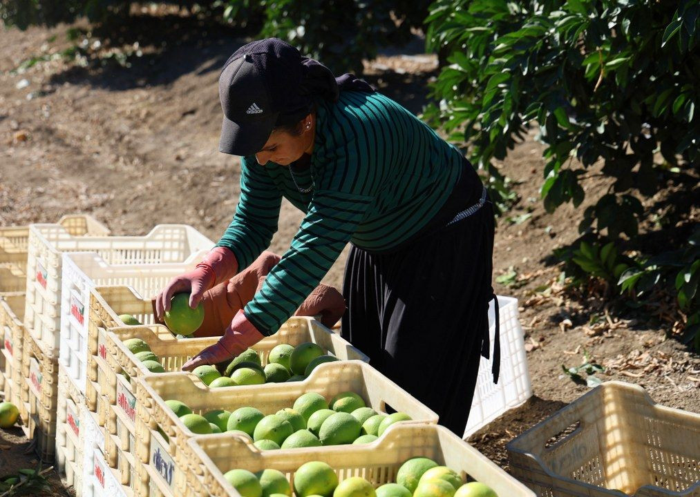 Adana'da portakaldan 371 bin ton verim bekleniyor - Sayfa 11