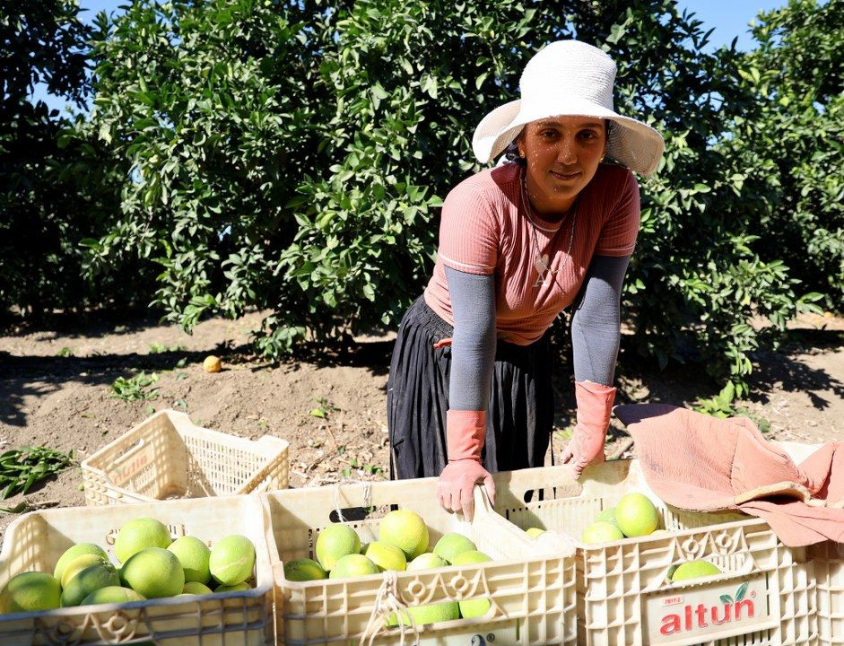 Adana'da portakaldan 371 bin ton verim bekleniyor - Sayfa 13