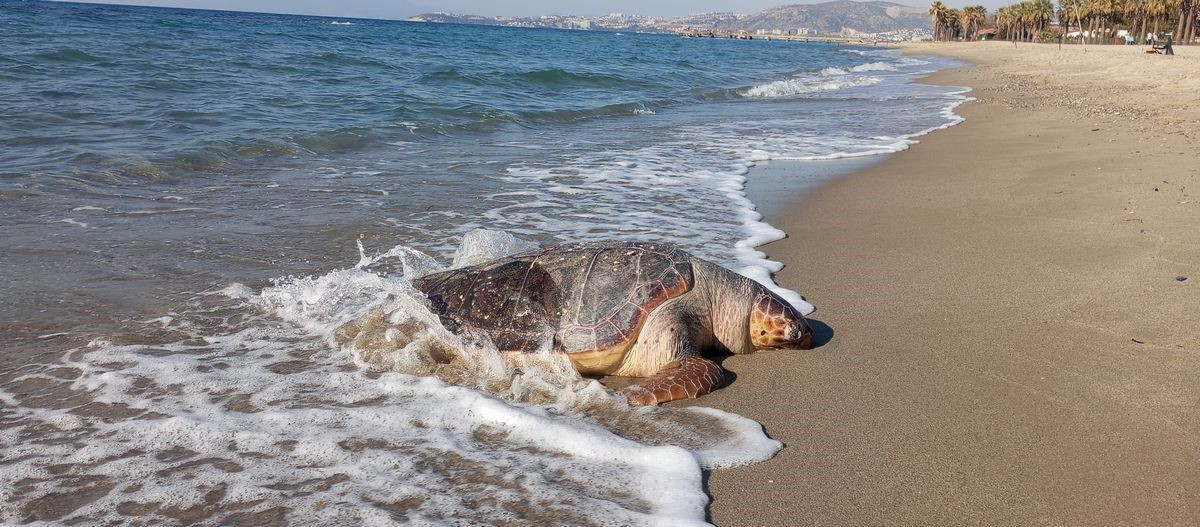 Kuşadası’nda 2 deniz kaplumbağası ölü olarak karaya vurdu - Sayfa 3