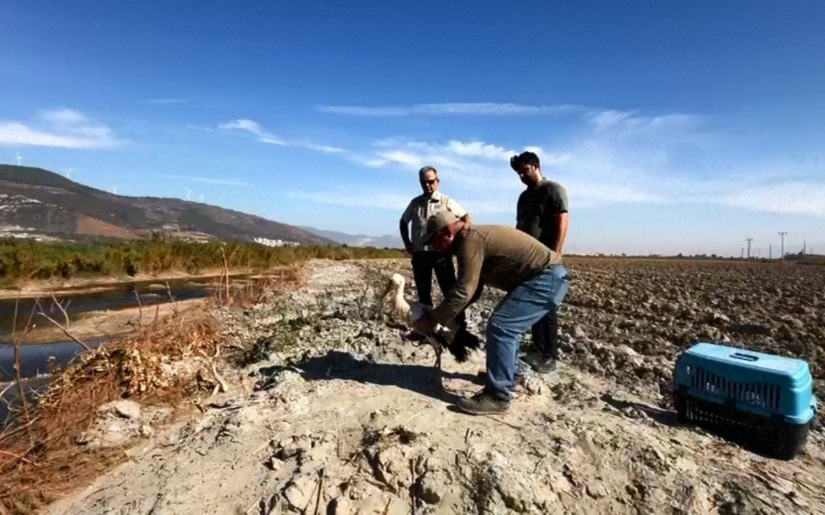 Kuşadası’nda 2 deniz kaplumbağası ölü olarak karaya vurdu - Sayfa 4