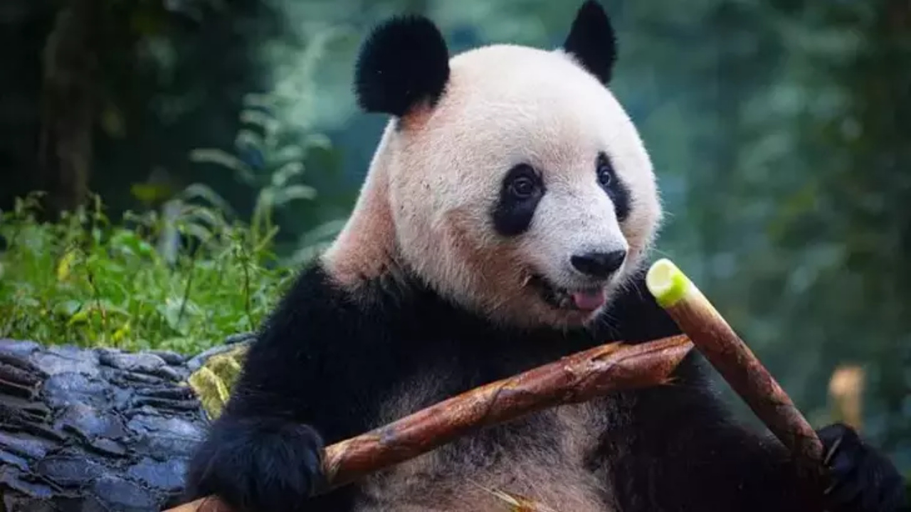 Belçika'daki Panda Yavruları Çin'e Dönüyor