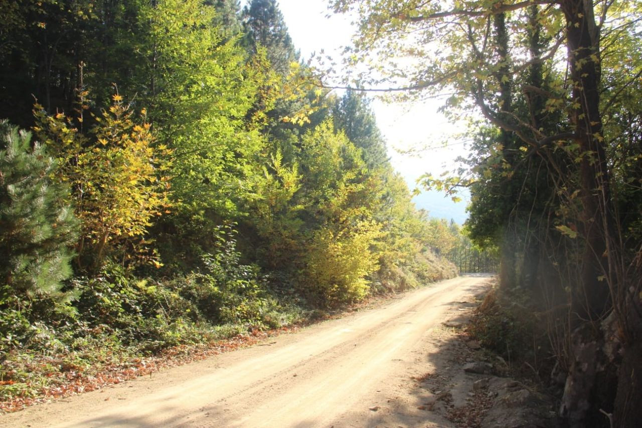 Kaz Dağları'nda kestane sezonu başladı - Sayfa 9