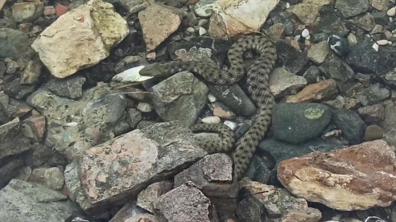 Yılanı dizine koyup torunlarına sevdirdi