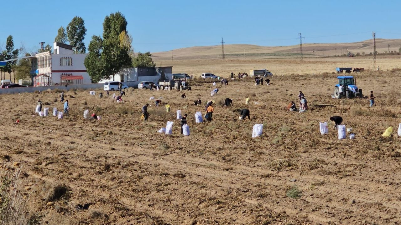 Çiftçiden vatandaşlara bedava patates - Sayfa 4