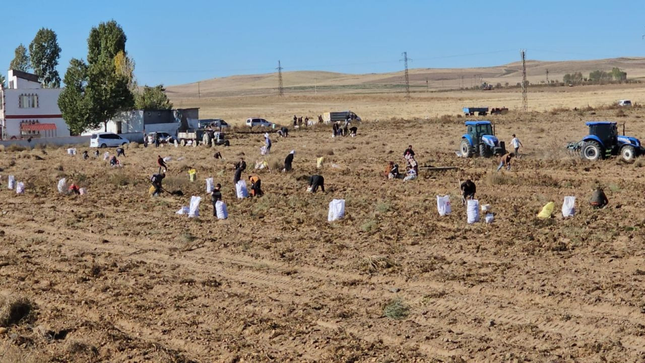 Çiftçiden vatandaşlara bedava patates - Sayfa 3