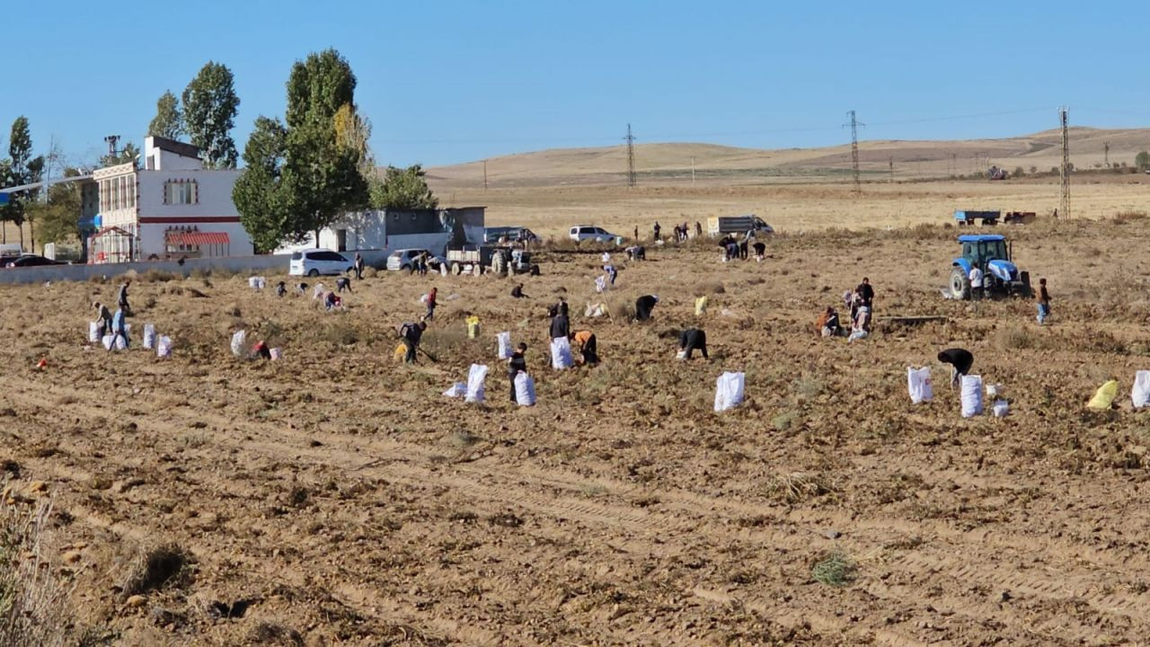 Çiftçiden vatandaşlara bedava patates - Sayfa 2