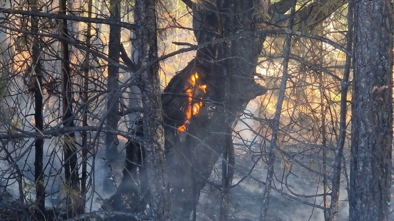 Kütahya'da anız yangını ormana sıçradı - Sayfa 4