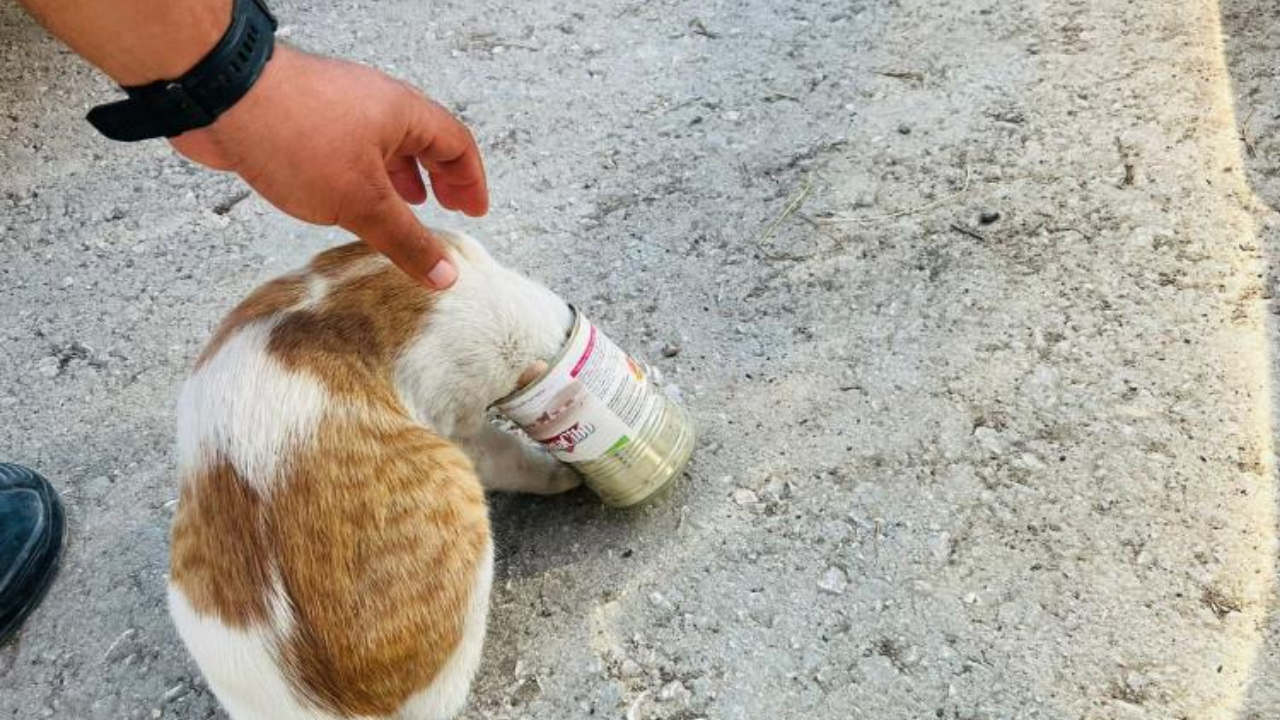 Yaramaz Kedi Konserve Kutusuna Sıkıştı, İtfaiye Kurtardı!