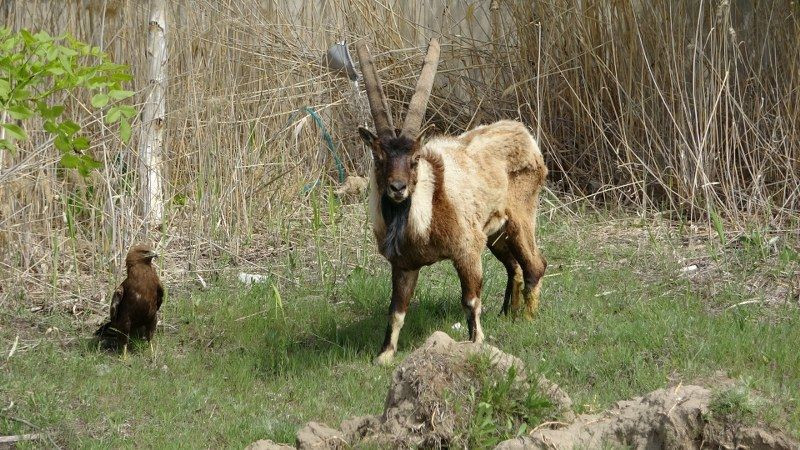 Van'da 400 Yaban Hayvanı Tedavi Edildi: Yüzde 60'ı Doğaya Yeniden Kavuştu - Sayfa 6