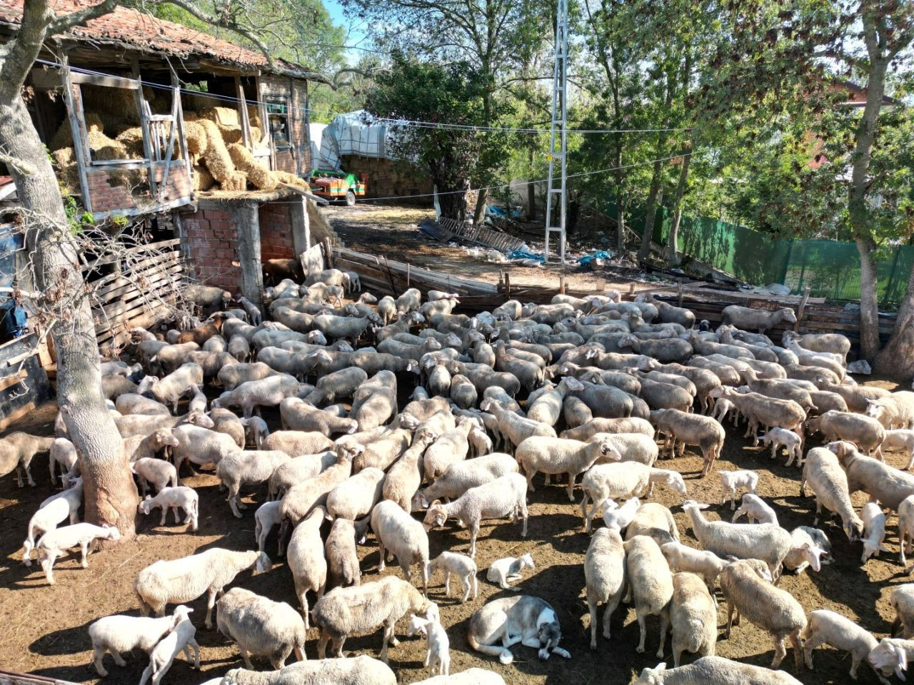 Bu Destekle Ağıllar Yeni Doğan Kuzularla Şenlendi - Sayfa 1