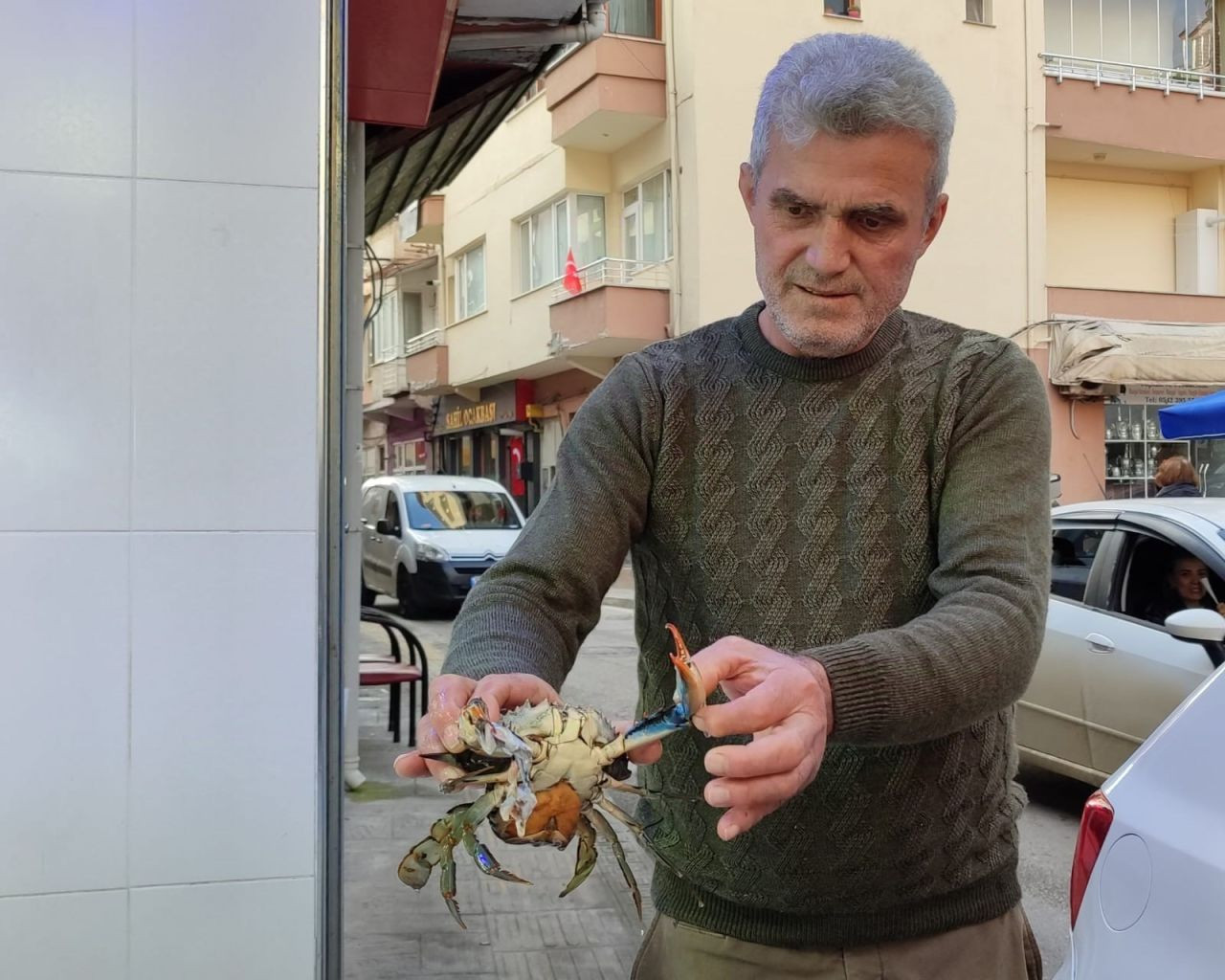 Sinop'ta Balıkçıların Ağına Nadir Mavi Yengeç Takıldı - Sayfa 2