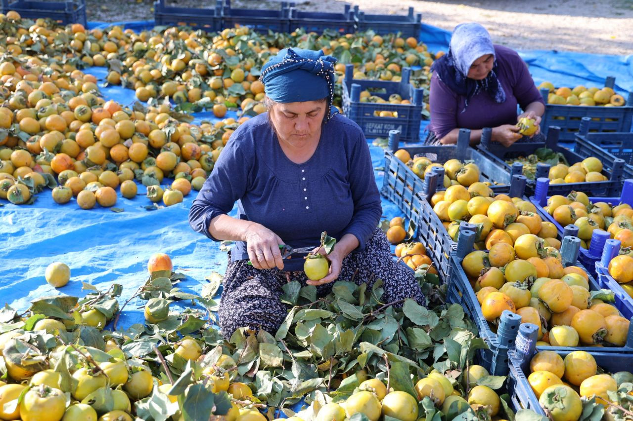 Yaş hurma 20, kurusu 200 lira - Sayfa 4